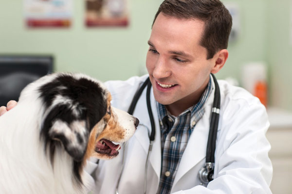 Imágenes de DR para veterinaria